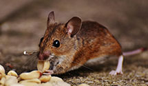 24 Hour & Emergency Exterminators in New Castle, AL